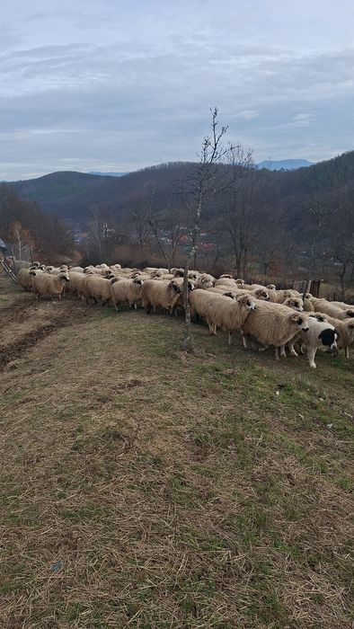Oii de vânzare in jud. Bihor