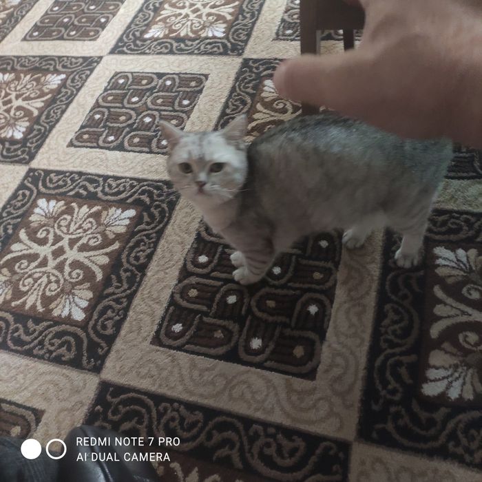 Серебристый шиншилла сотилади