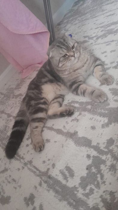 Продам кота красавца