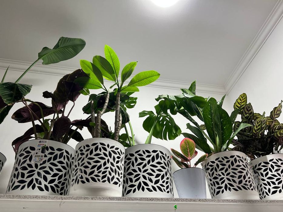 Офис тувак гуллар