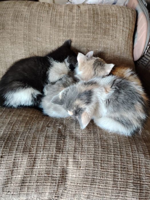 Отдам котят бесплатно