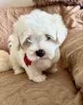 Bichon maltez/maltese