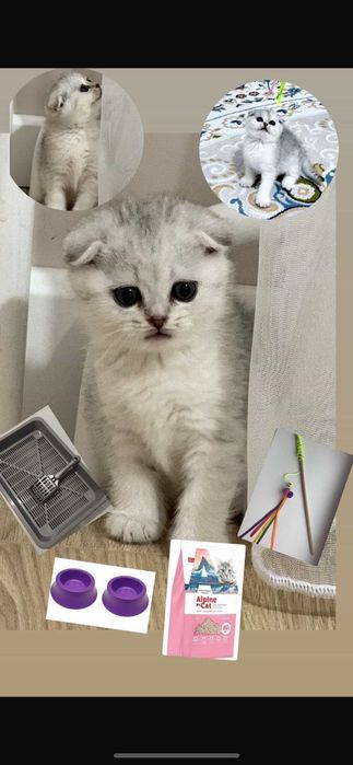 котенок британская шиншилла