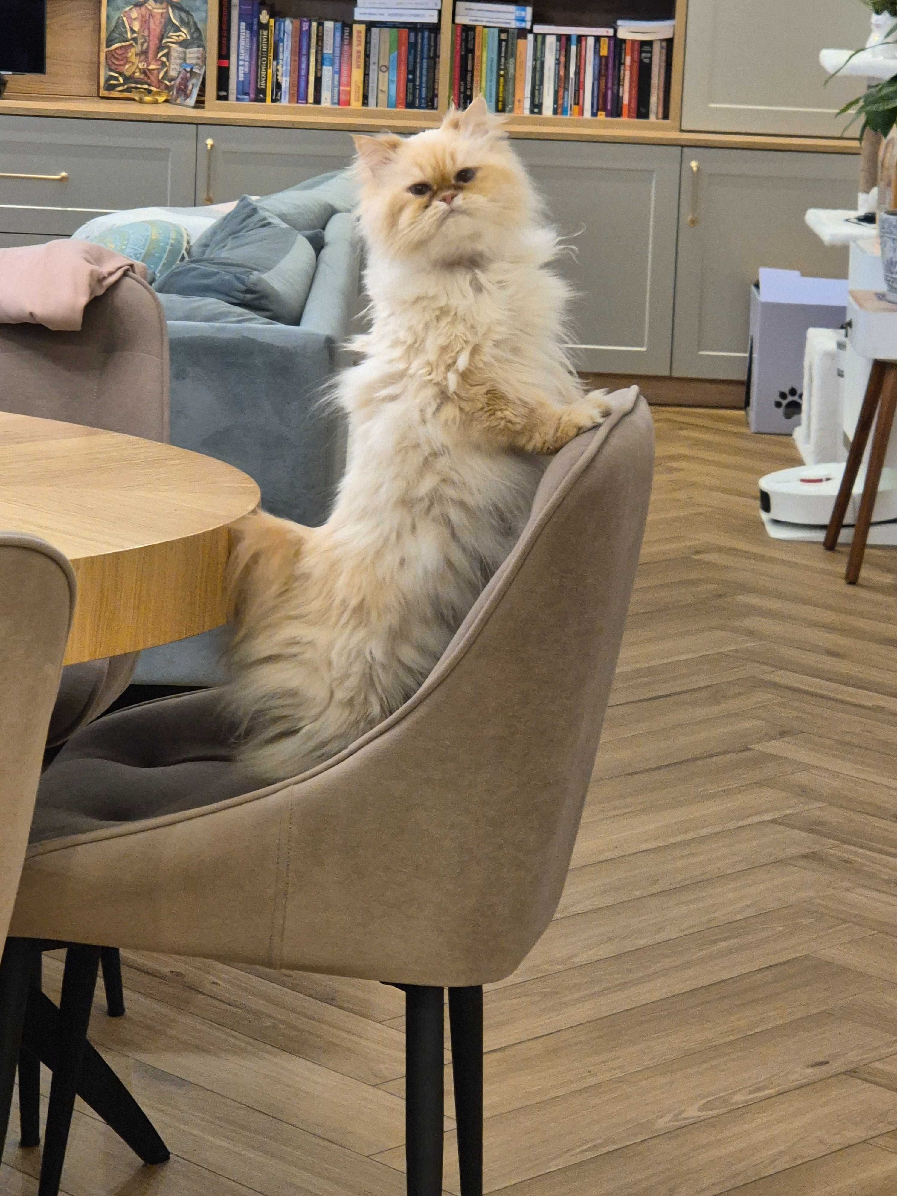 Подарявам коте Регдол