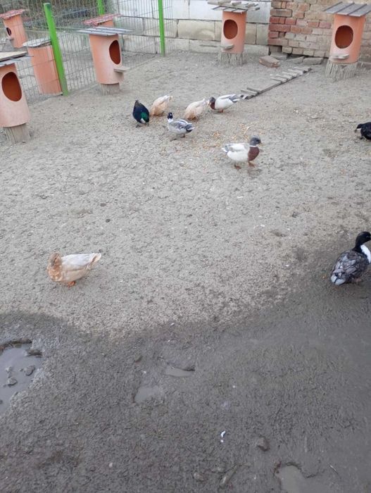 Rațe pitic olandeza