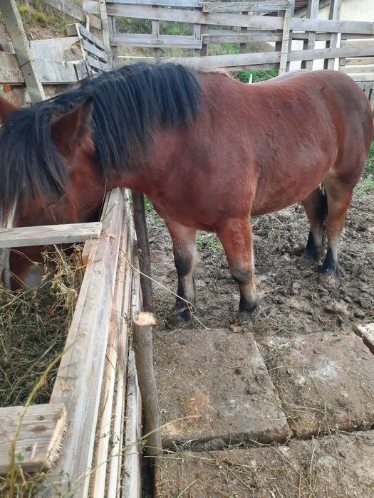 Manza de vanzare 1,6 luni