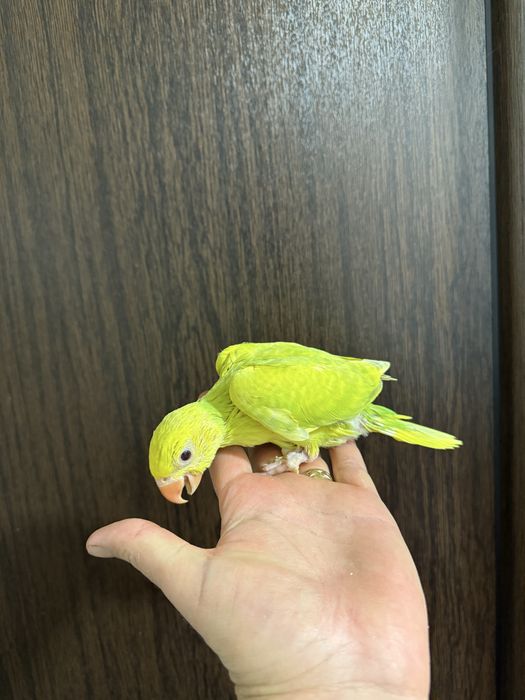 Papagali vorbitori super blanzi Micul Alexandru Alexander