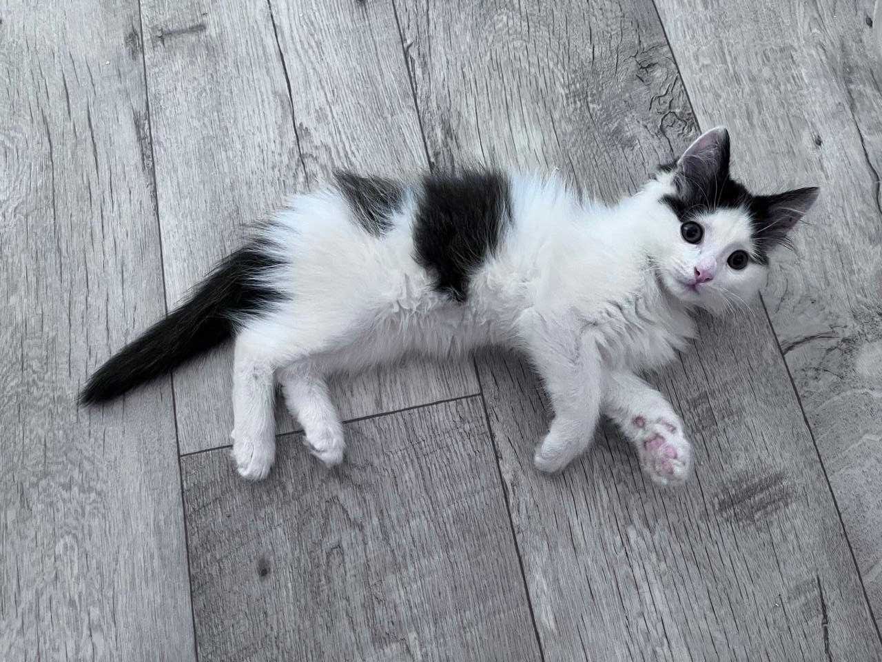 Отдам котенка в добрые руки