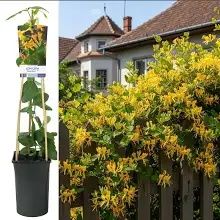 Lonicera mana Maici Domnului