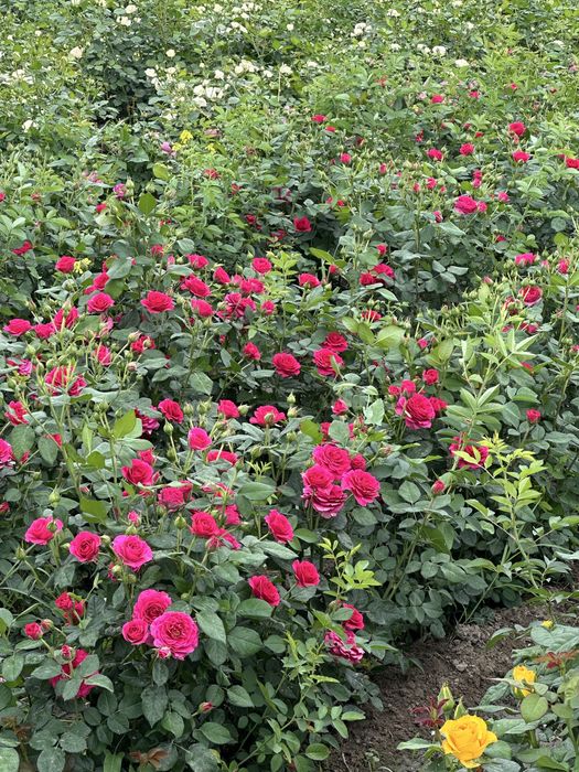 Atirgul kochatlar bor hamma sortidan bor 150 mingta