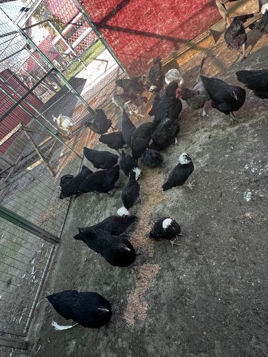 Vând găini australorp /sebright argintiu /potumbei