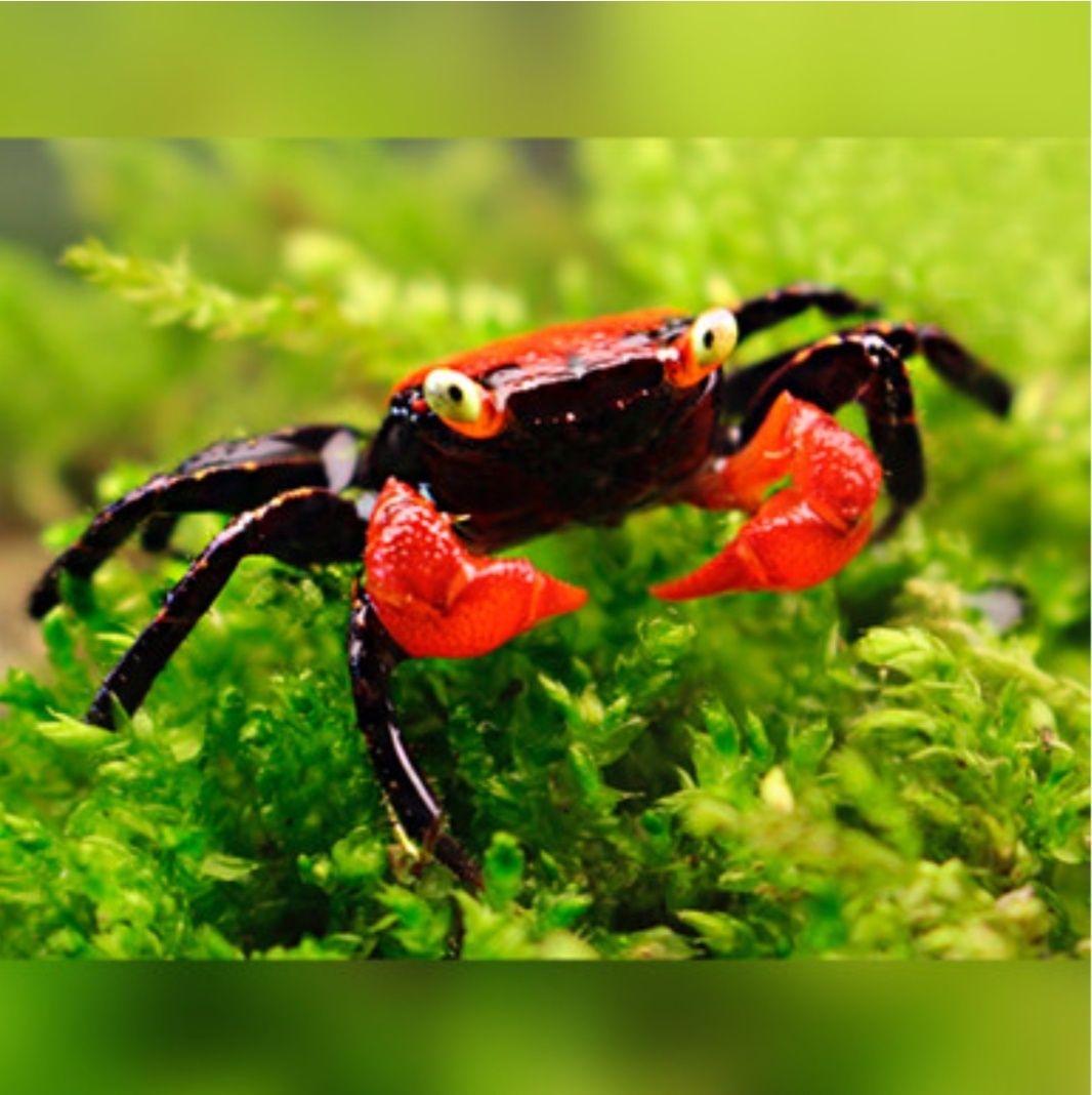 Vampire crab purple si red