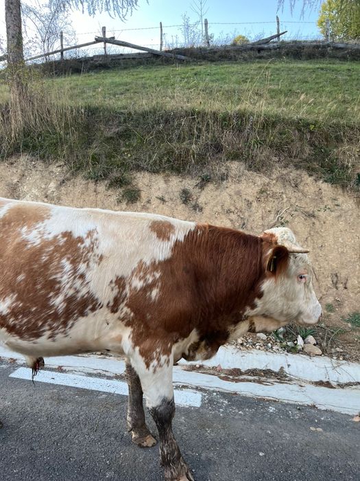 Taur de vanzare frumos