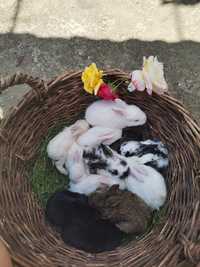 Vând 12 iepuri mici și drăgălași