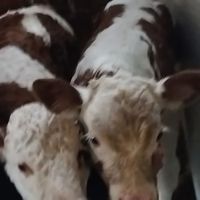 Vand 2 Vitei baltati