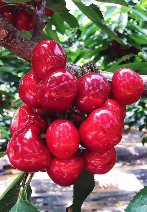 Pomi columnari pepiniera propie