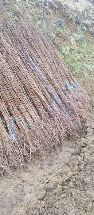 puieți de salcâm pentru împădurirea terenurilor degradate, agricole