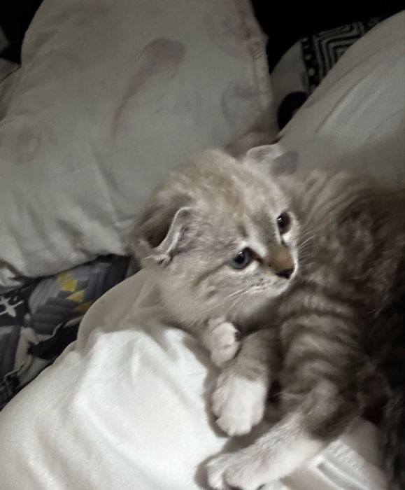 Котенок милый, ласковый, игривый, полностью здоровый