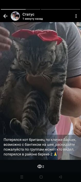 Потерялся кот британец в районе береке-2 вчера 29.08.25ш