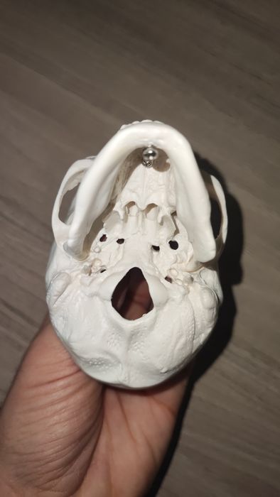 Анатомичен модел на череп