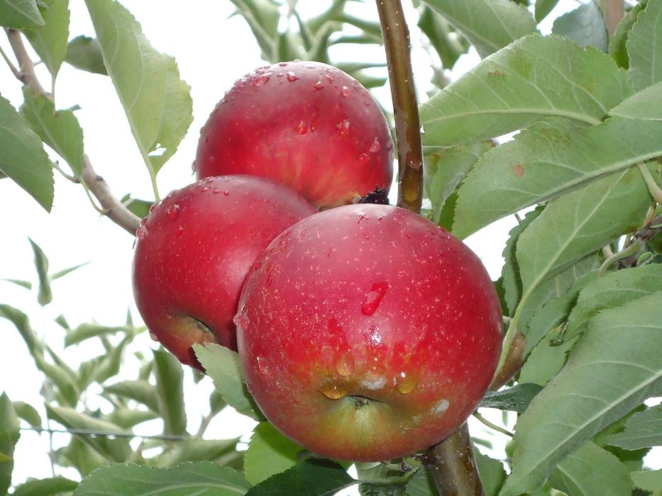 Mar (Soiul Cretesc Rosu De Prahova )