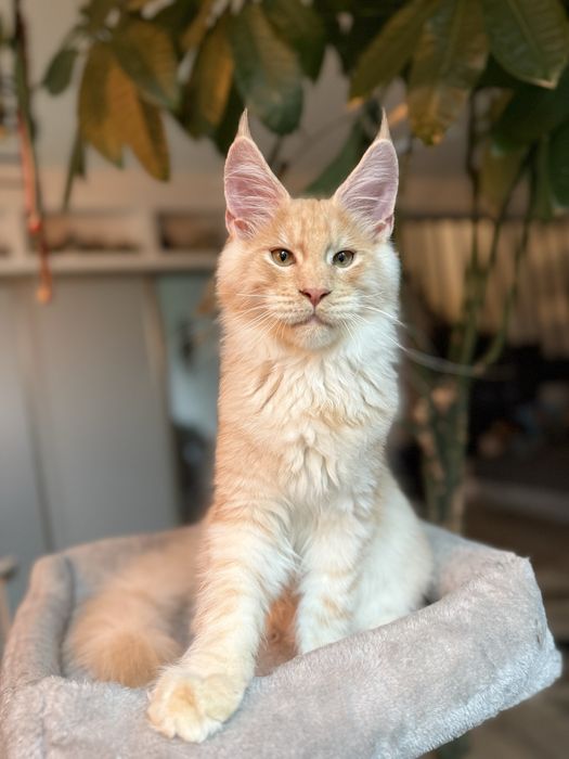 Pui Maine Coon mascul