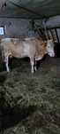 Vaca de  vanzare