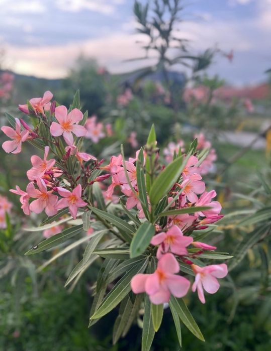 Plante de gradina - leandru – 80-150 cm