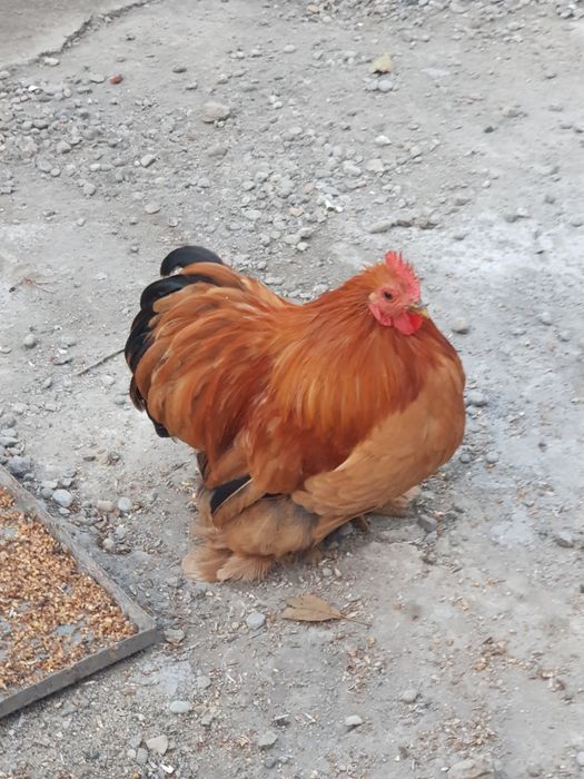 Cocoși cochinchina