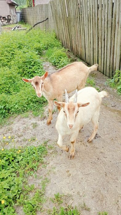 Vând inedită și tap