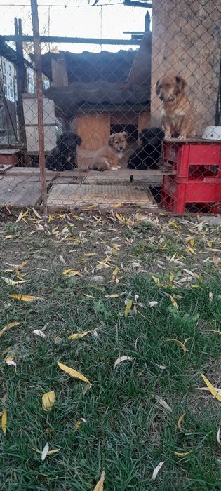 Donez  trei pui de câine