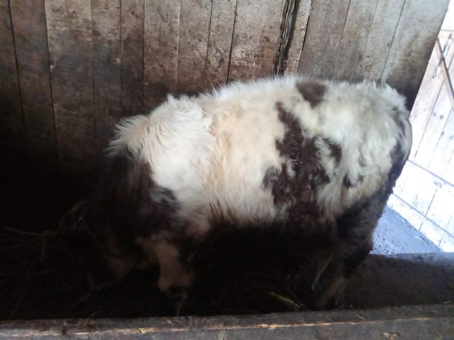 Vand vitel,cresut bine si intretinut are 5 luni !