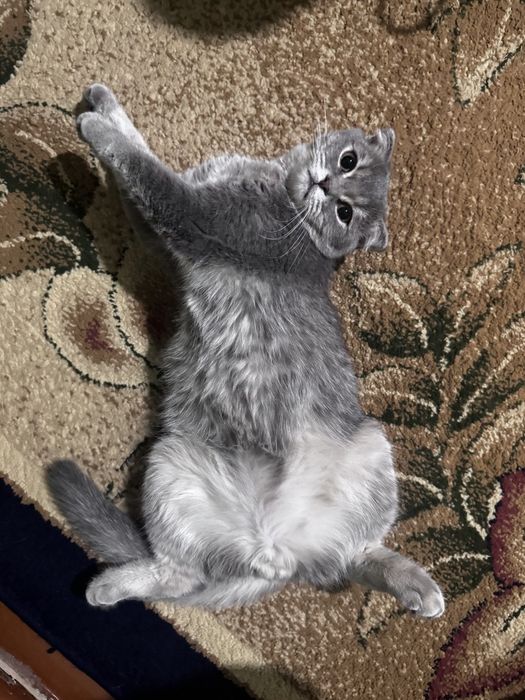 Шиншиллы Скотиш Фолд