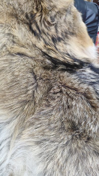 Кожа от чакал, два броя с приблизителен размер 80/40