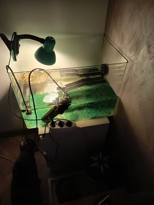 Acvariu pești sau broscute