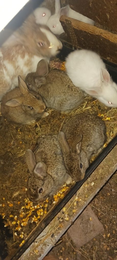 Vând iepurași de 2 luni