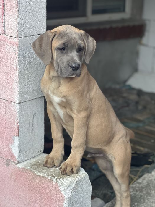 Кане Корсо.