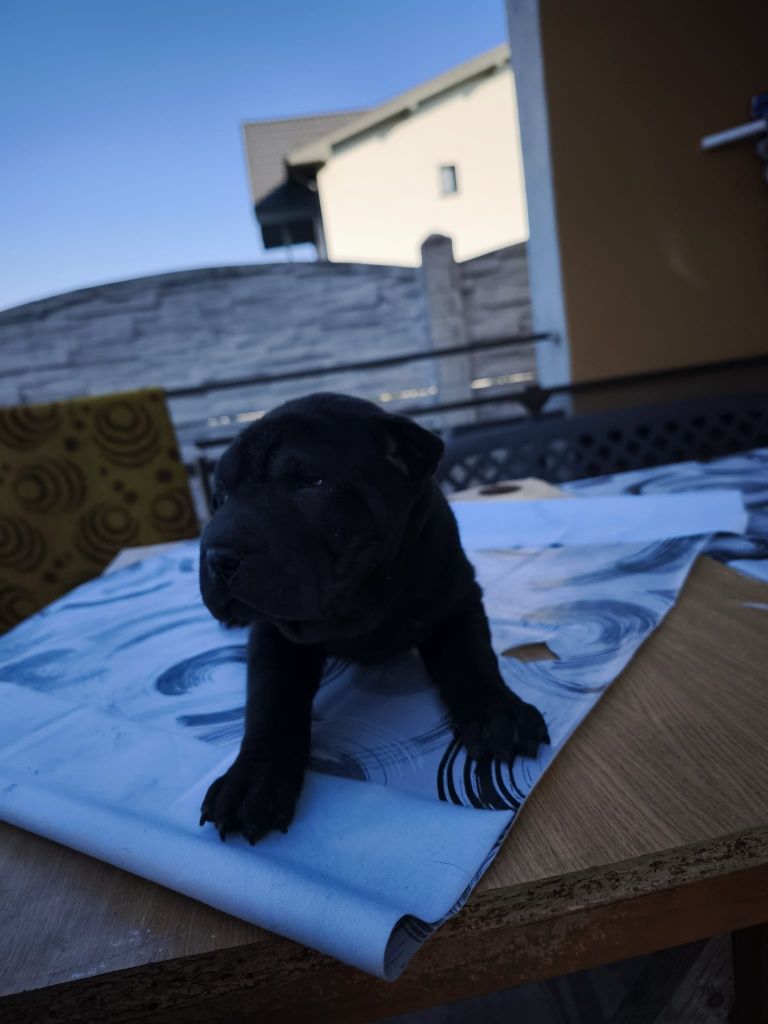 Puiuț de shar pei