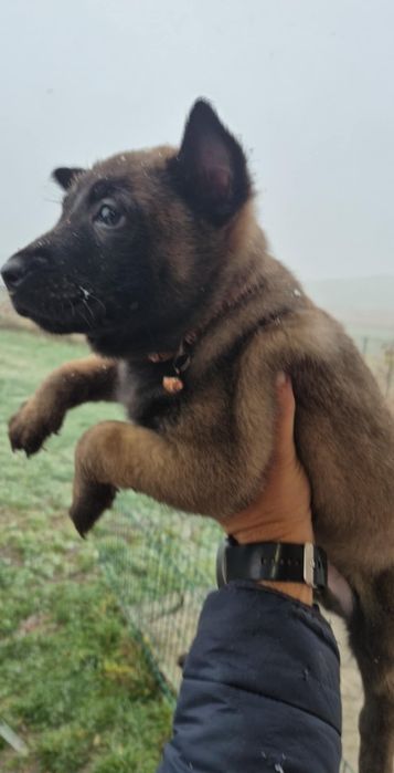 Ciobanesc belgian malinois Mascul PEDIGREE