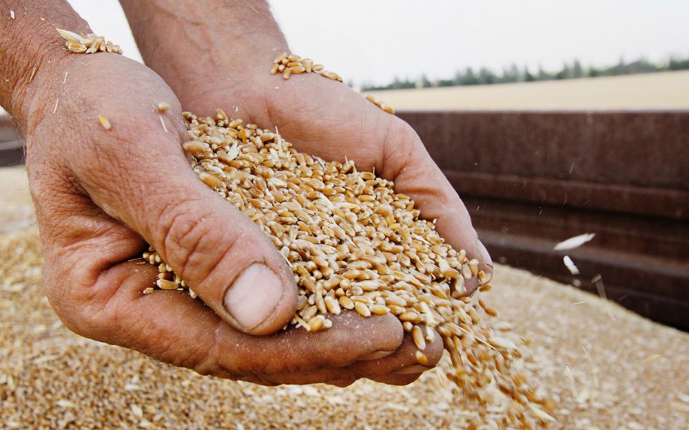 Продам Зерносмесь в Мешках ( 20% ячмень 80% пшеница 3 класс)