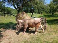 Vând vaca bruna de Maramureș