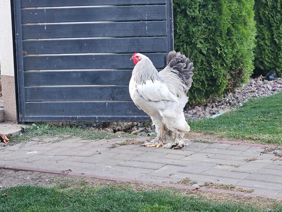 Gaini Brahma si Porțelan