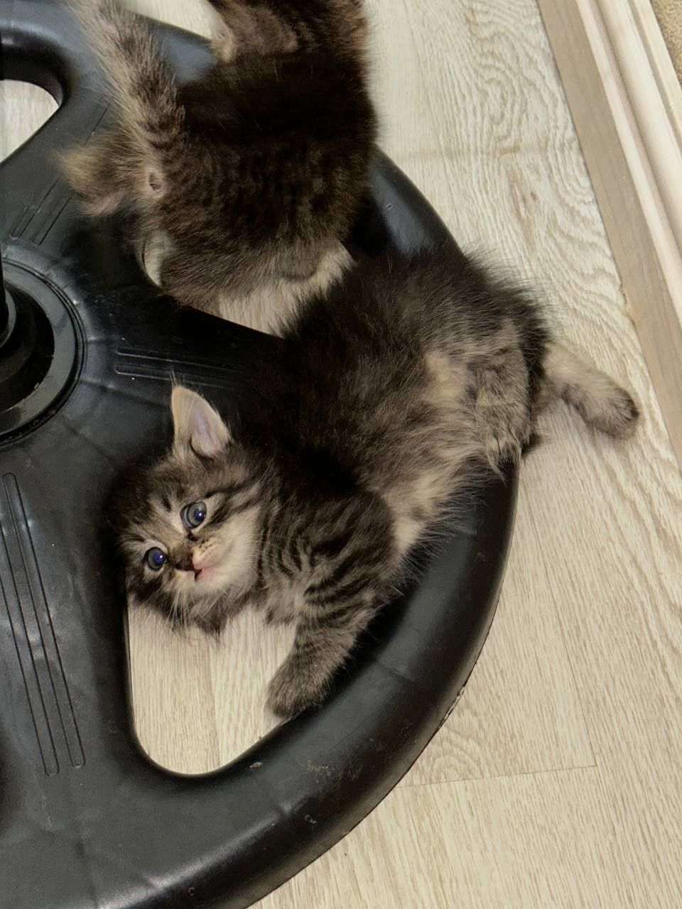 Отдаю бесплатно домашних котят. В любящие, заботливые ручки. 5 котят..