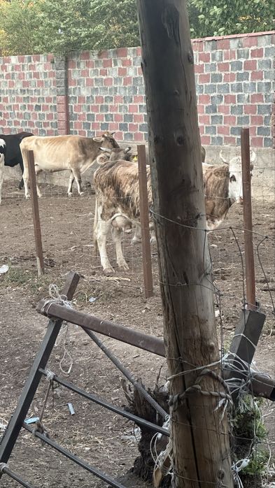 Срочна продам каровы