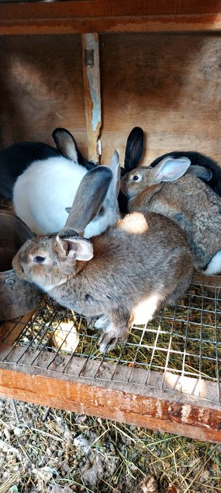 Продам кроликов.