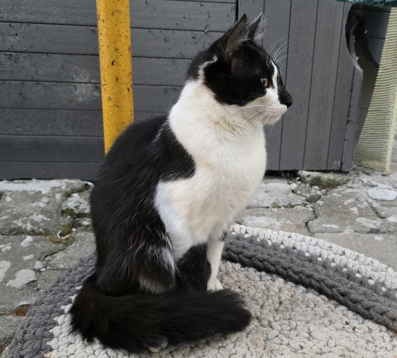 Donez doua pisici (mama si pui) blande, prietenoase