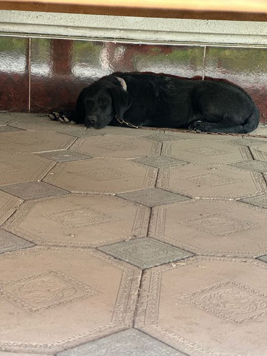 Лабрадор чистокровный