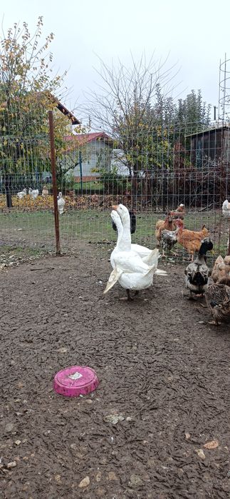 Vand/Schimb 2 gâște leșești tinere