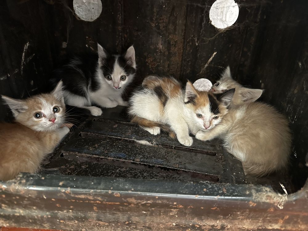 Отдам Котят бесплатно
