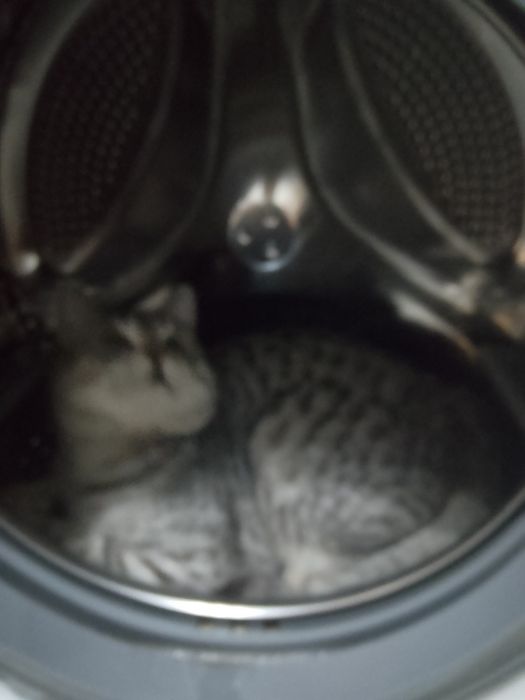 Потерялся кот под именем Максим